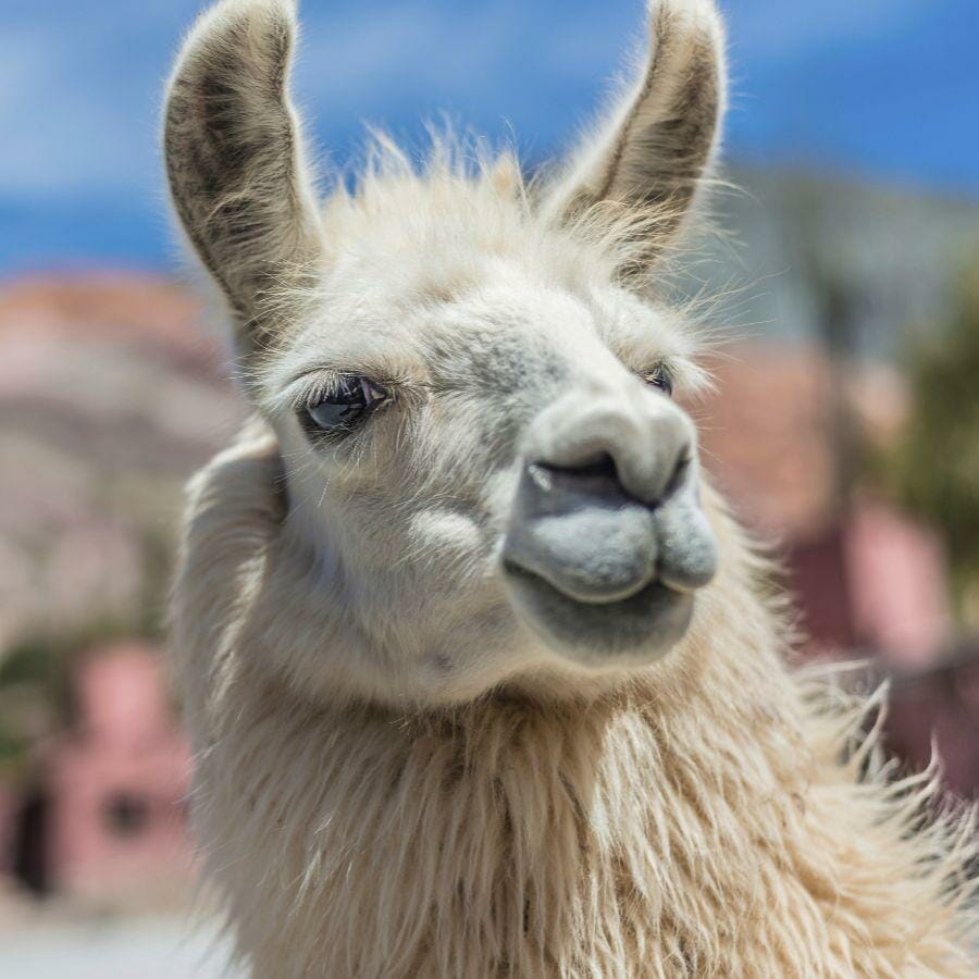 Norte Argentino square llama