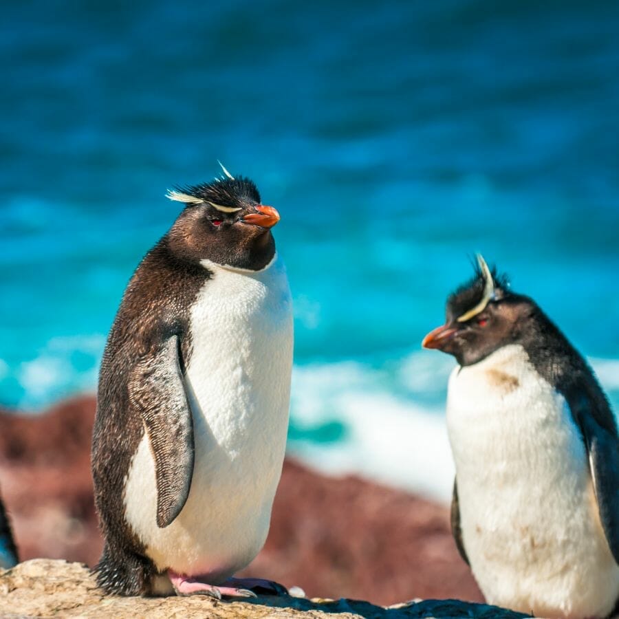 Pinguinos Magallanes square